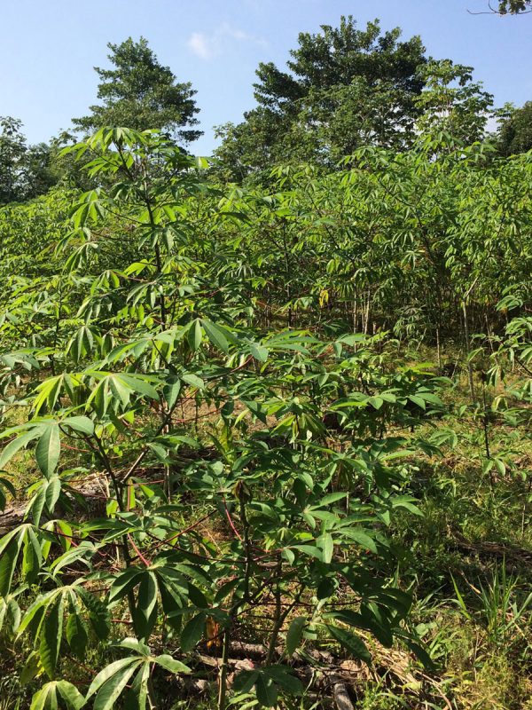 Foto-96-Leydy-Erira-ok